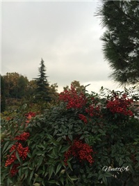 32213010-20161121 RI nandina.jpg